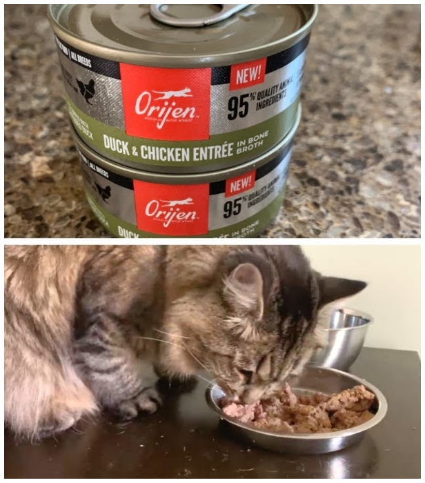 The Best and Worst Cat Food Brands Ranked The Sport Magazine